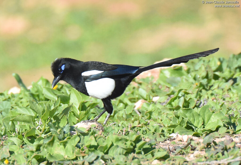 Maghreb Magpie