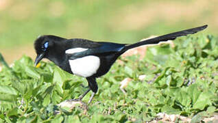 Maghreb Magpie