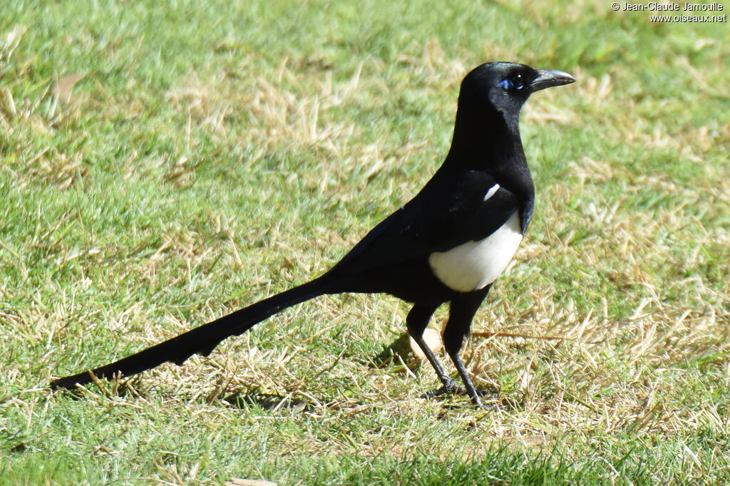 Maghreb Magpie