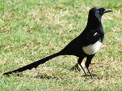 Maghreb Magpie