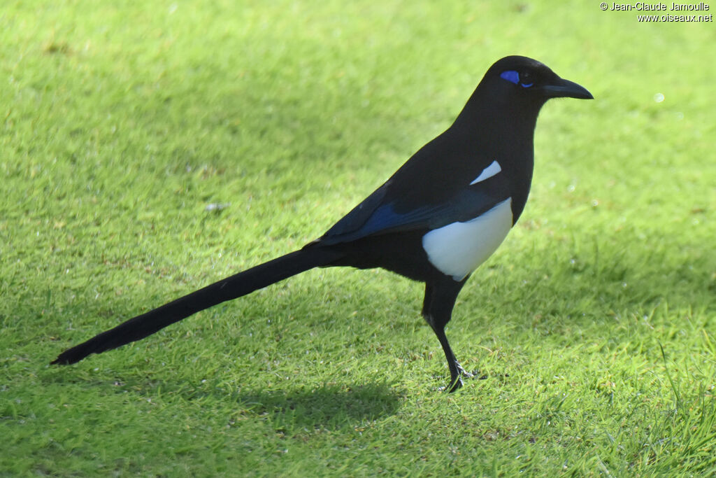 Maghreb Magpie