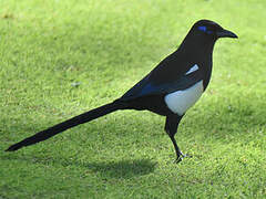 Maghreb Magpie