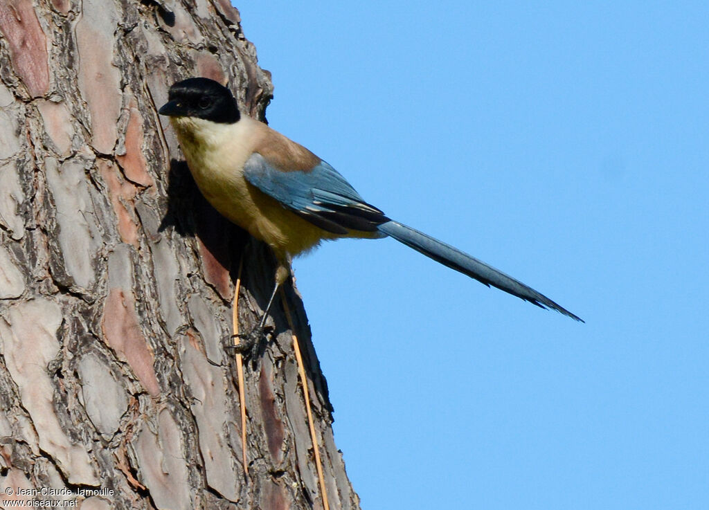 Iberian Magpie, identification, Behaviour