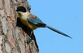 Iberian Magpie