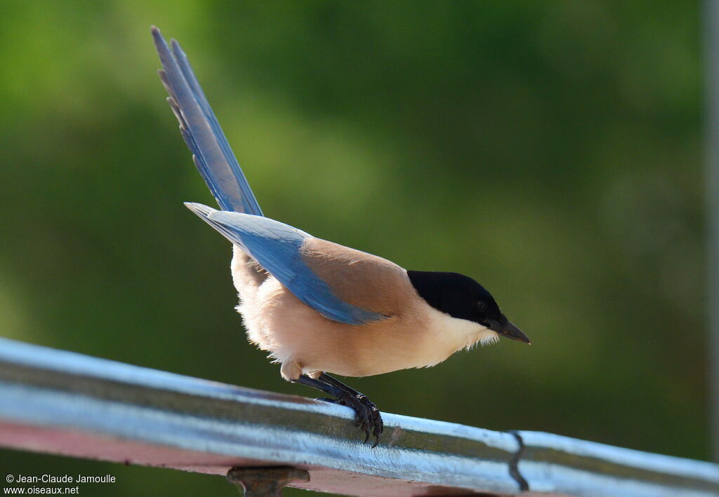 Iberian Magpie, identification, Behaviour