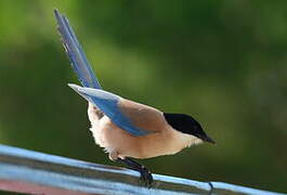 Iberian Magpie