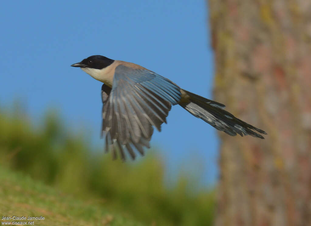 Iberian Magpie, Flight
