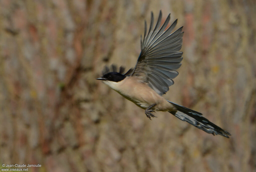 Iberian Magpie, Flight