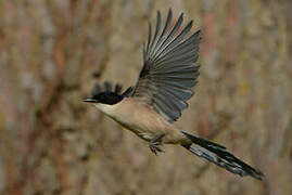 Iberian Magpie