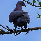 Pigeon à bec rouge
