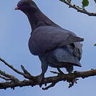 Pigeon à bec rouge