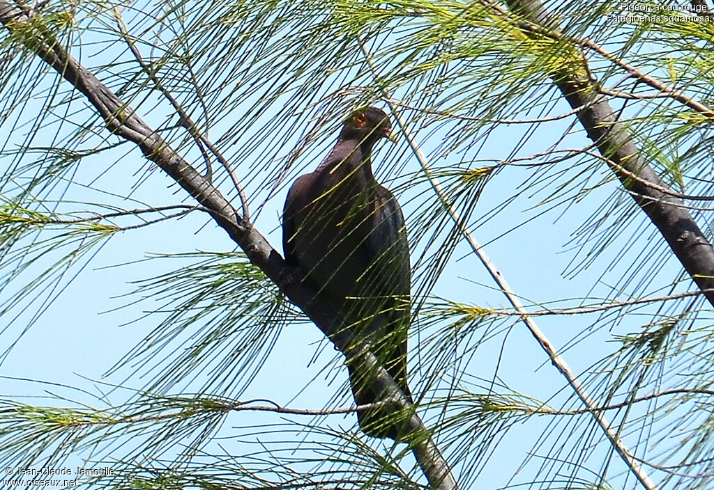 Scaly-naped Pigeon, Behaviour