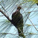 Pigeon à cou rouge