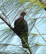 Scaly-naped Pigeon