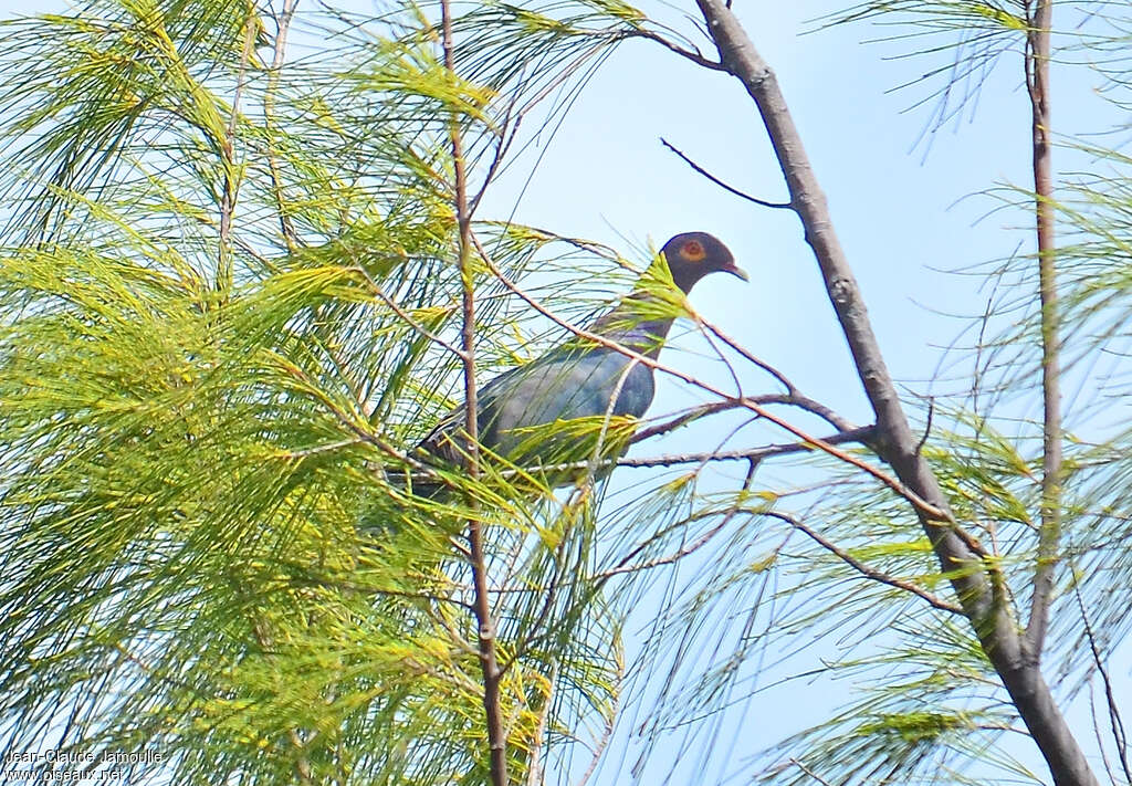 Pigeon à cou rougeadulte, camouflage, Comportement