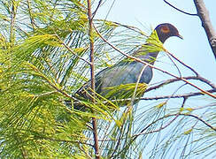 Scaly-naped Pigeon