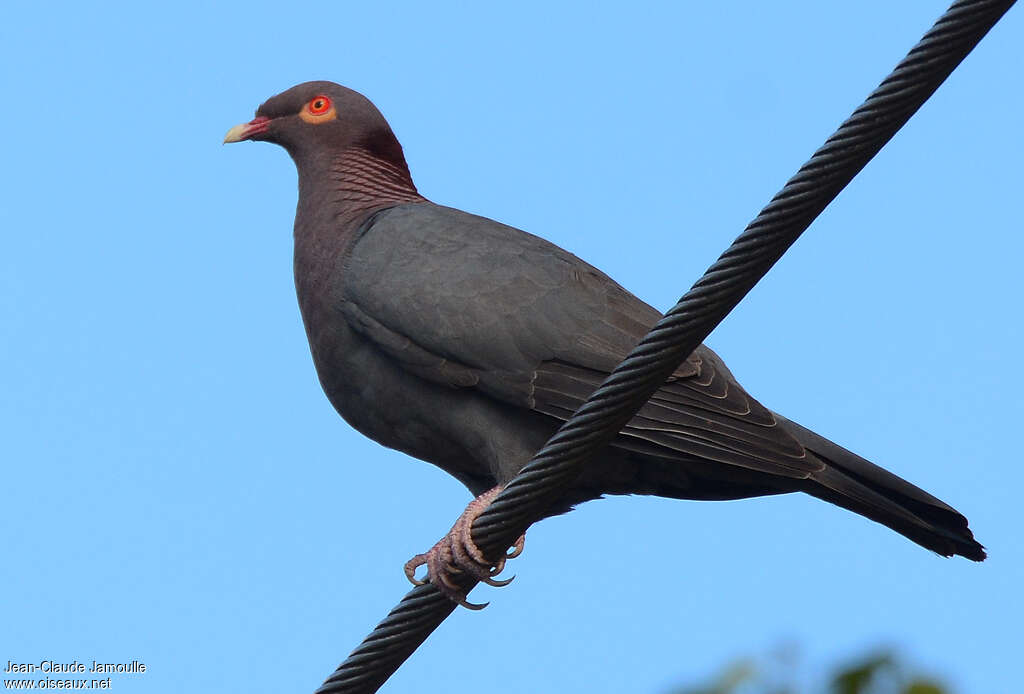 Pigeon à cou rougeadulte, identification