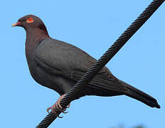 Pigeon à cou rouge