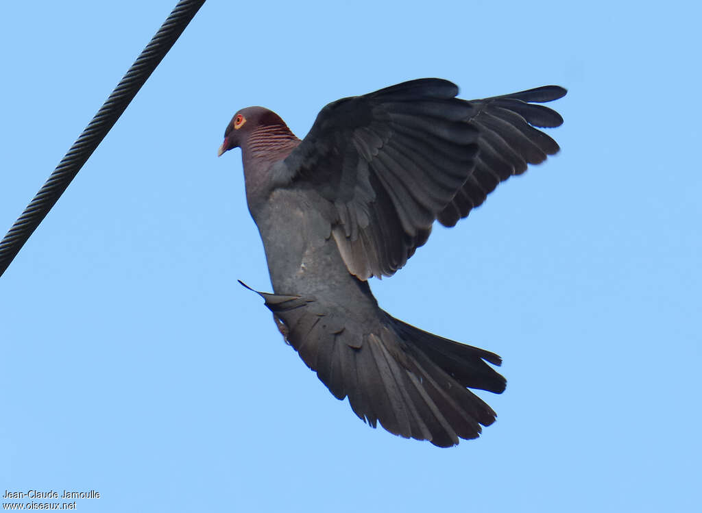 Pigeon à cou rougeadulte, Vol