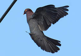 Scaly-naped Pigeon