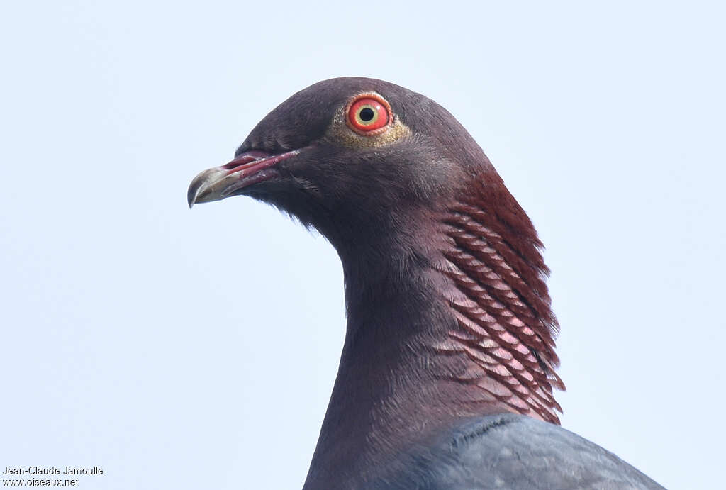 Pigeon à cou rougeadulte, portrait