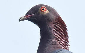 Scaly-naped Pigeon