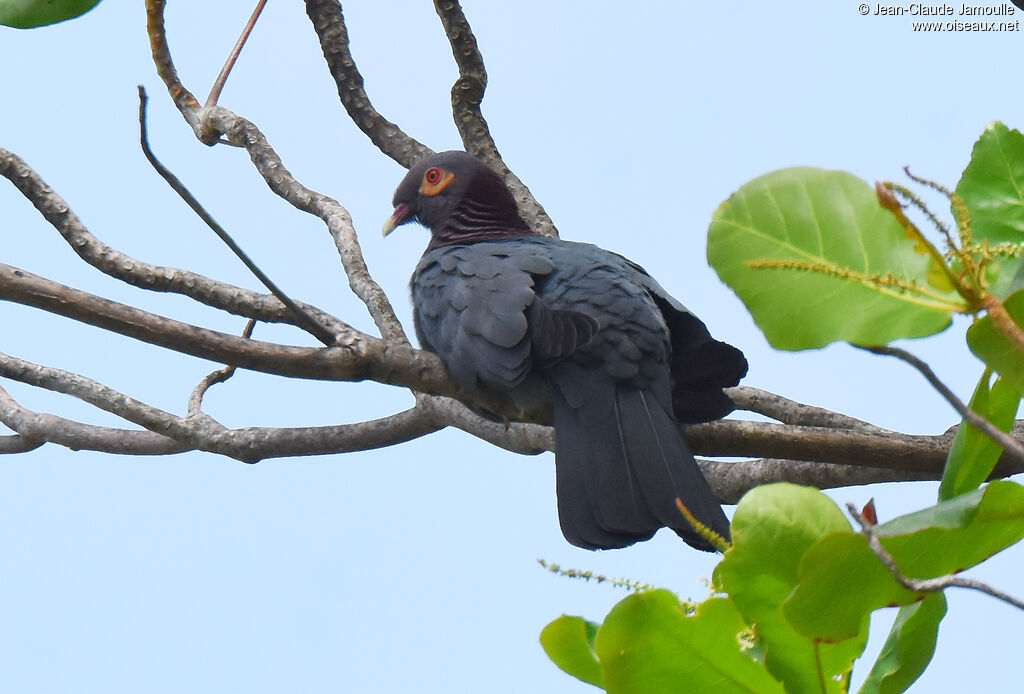 Scaly-naped Pigeon