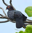 Pigeon à cou rouge