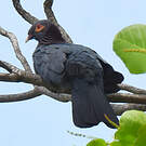 Pigeon à cou rouge