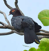 Scaly-naped Pigeon