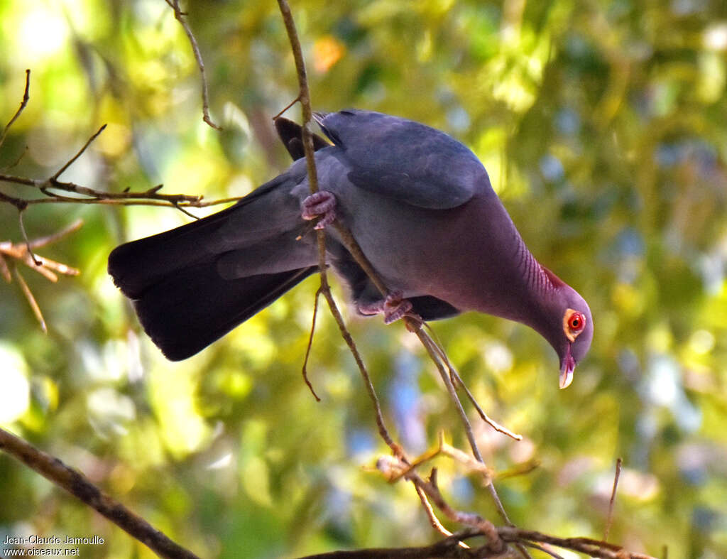 Pigeon à cou rougeadulte, pigmentation, Comportement