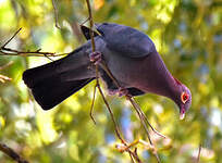 Pigeon à cou rouge