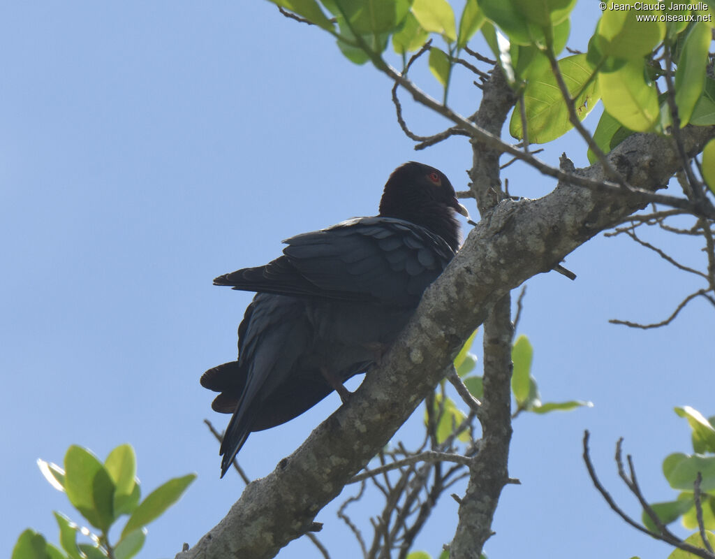 Pigeon à cou rouge