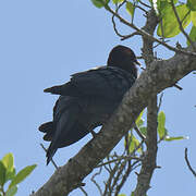 Scaly-naped Pigeon