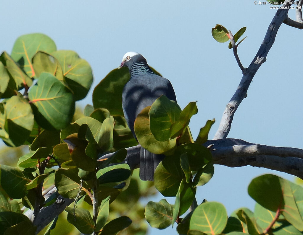 White-crowned Pigeonadult, identification, habitat, aspect, Flight, eats