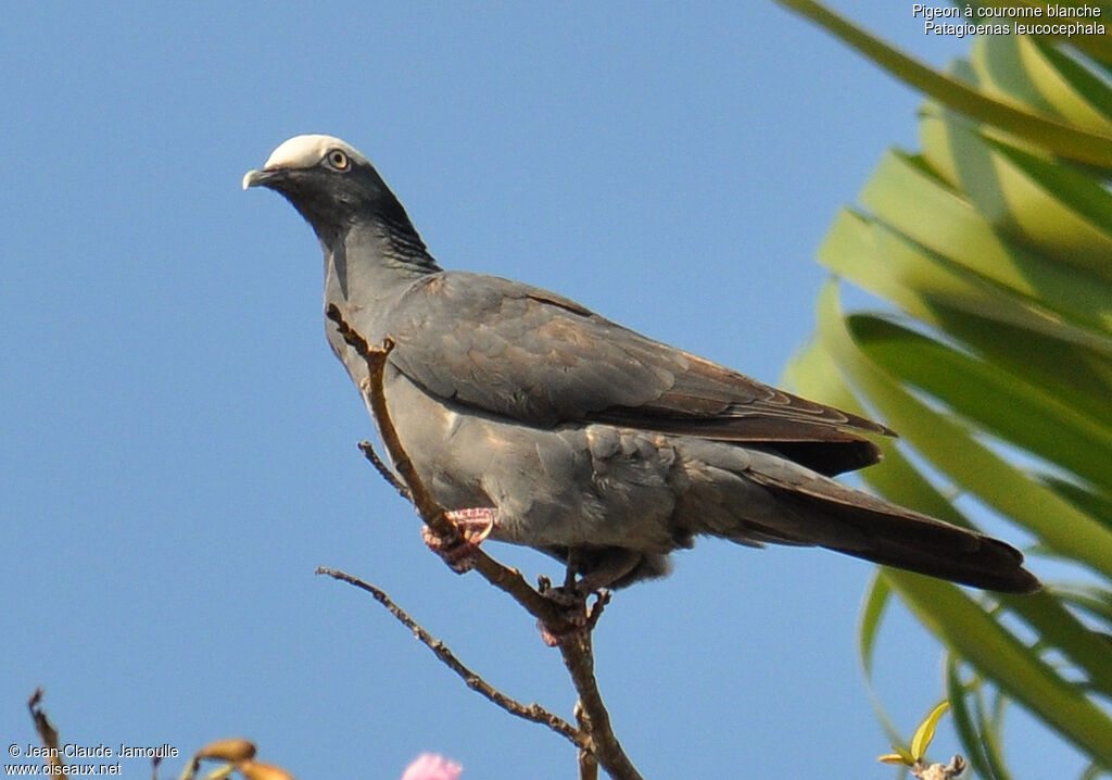 Pigeon à couronne blanche