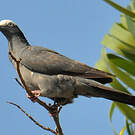 Pigeon à couronne blanche