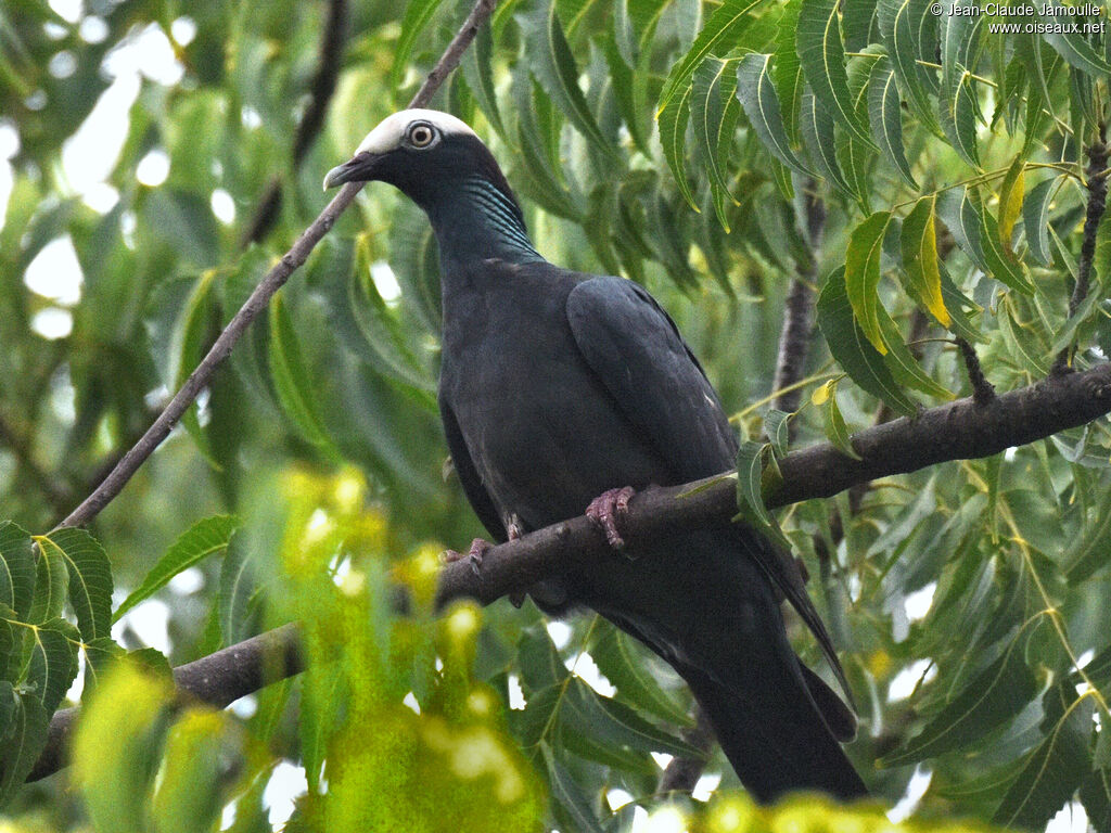 Pigeon à couronne blanche