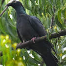 Pigeon à couronne blanche