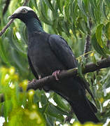 White-crowned Pigeon