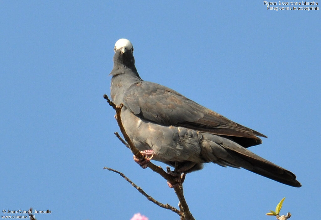 Pigeon à couronne blanche