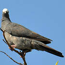 Pigeon à couronne blanche