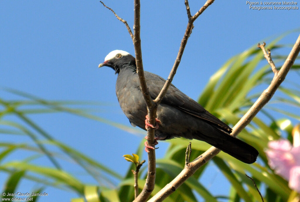 Pigeon à couronne blanche