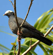 White-crowned Pigeon