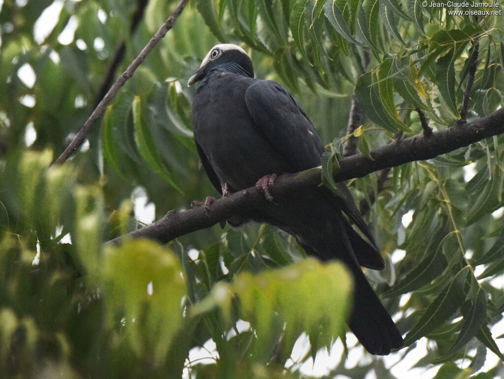 Pigeon à couronne blanche