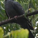 Pigeon à couronne blanche