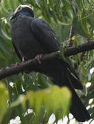 Pigeon à couronne blanche