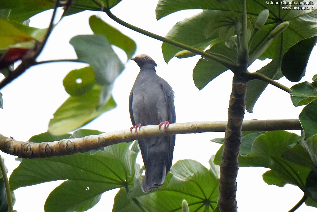 Pigeon à couronne blanche