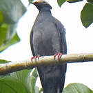 Pigeon à couronne blanche