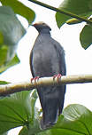 Pigeon à couronne blanche